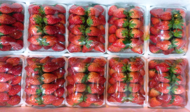 “多彩草莓”走红 分选设备为保障鲜果品质护航 