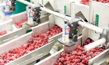 小浆果大产业 冻干技术规范化促品质、附加值双提升 